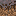Mycelium Side
